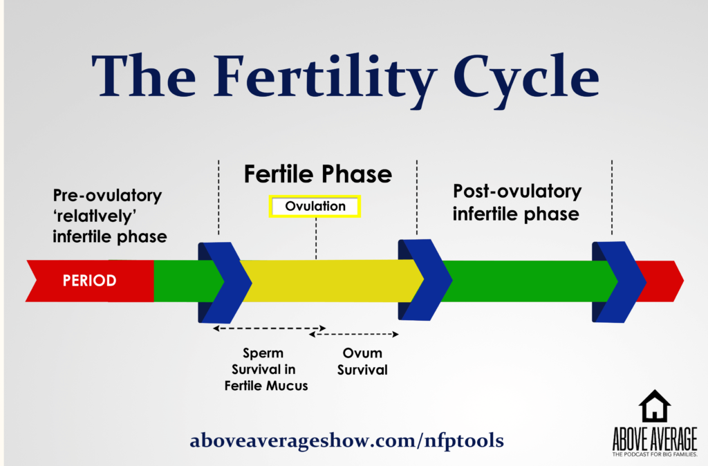 A chart of a woman's fertility cycle